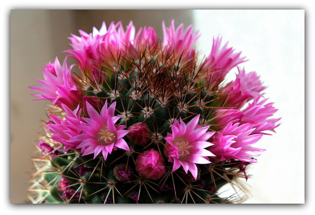 Mammillaria backebergiana v. ernestii