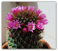 Mammillaria backebergiana v. ernestii