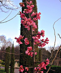 IMG 3627 pink blossom