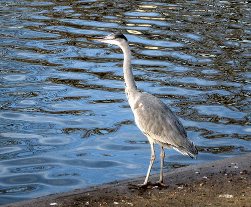 Grey bird watching