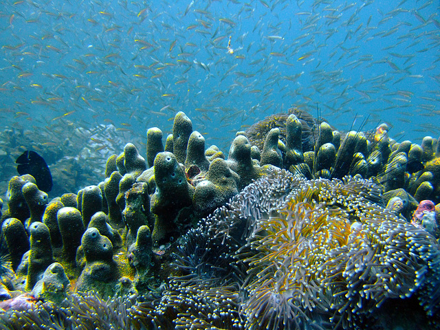 Corals and sea anemones