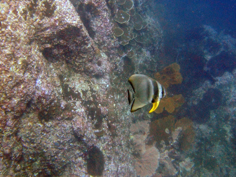 Platax fish better known as batfish