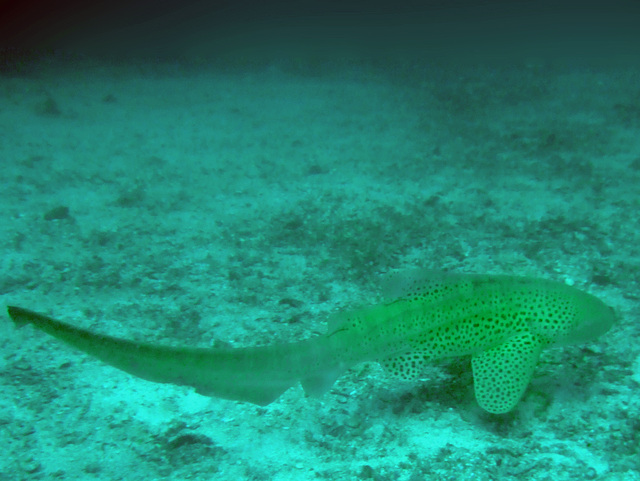 Leopard shark