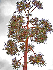 Agave Flower (0228)
