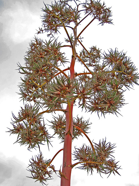 Agave Flower (0228)