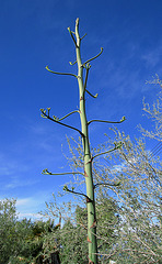 Agave Flower (0258)