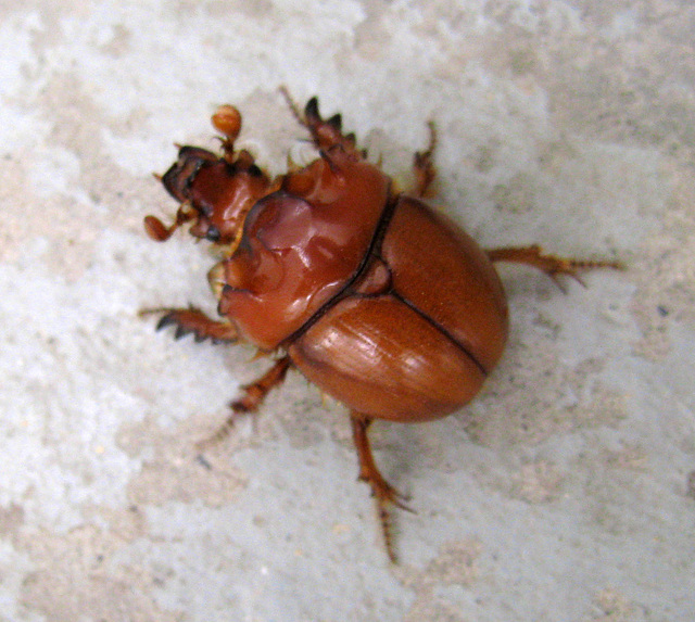Beetle (0178)