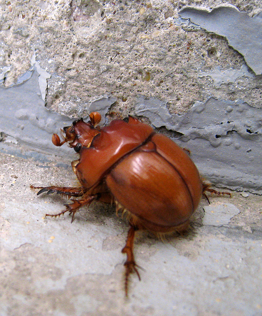 Beetle (0179)