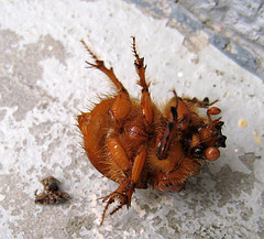 Beetle On Its Back (0177)