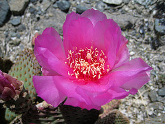 Cactus Flower (0199)