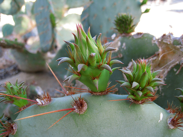 Cactus Growth (0260)