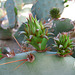 Cactus Growth (0260)