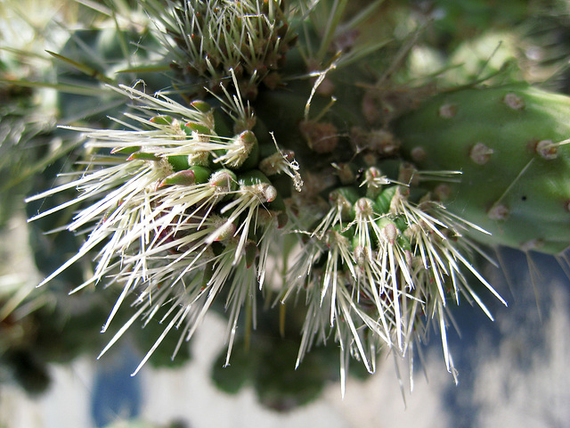 Cholla (0254)