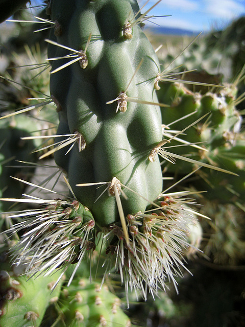 Cholla (0255)