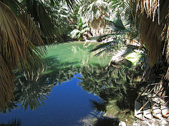 Dos Palmas Fish Pond (0184)