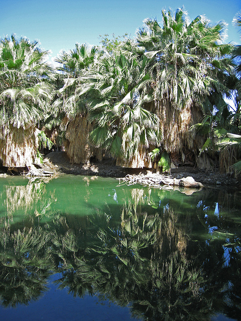 Dos Palmas Fish Pond (0188)