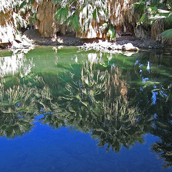 Dos Palmas Fish Pond (0189)