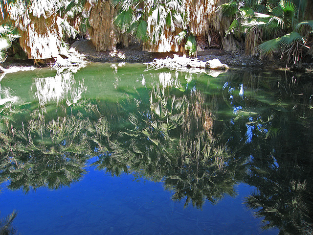 Dos Palmas Fish Pond (0189)