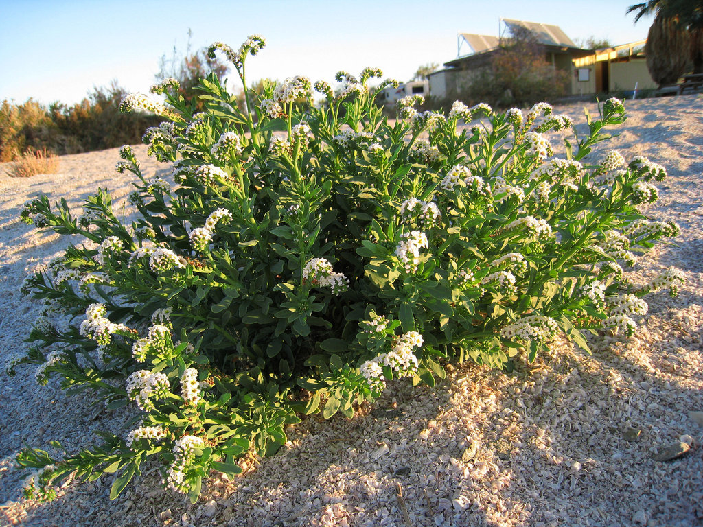 Flowers at Mecca Beach (0176)