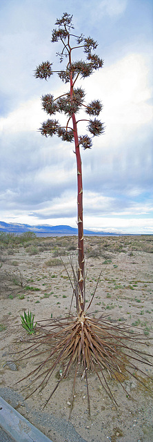 Mecca Beach Agave (4)