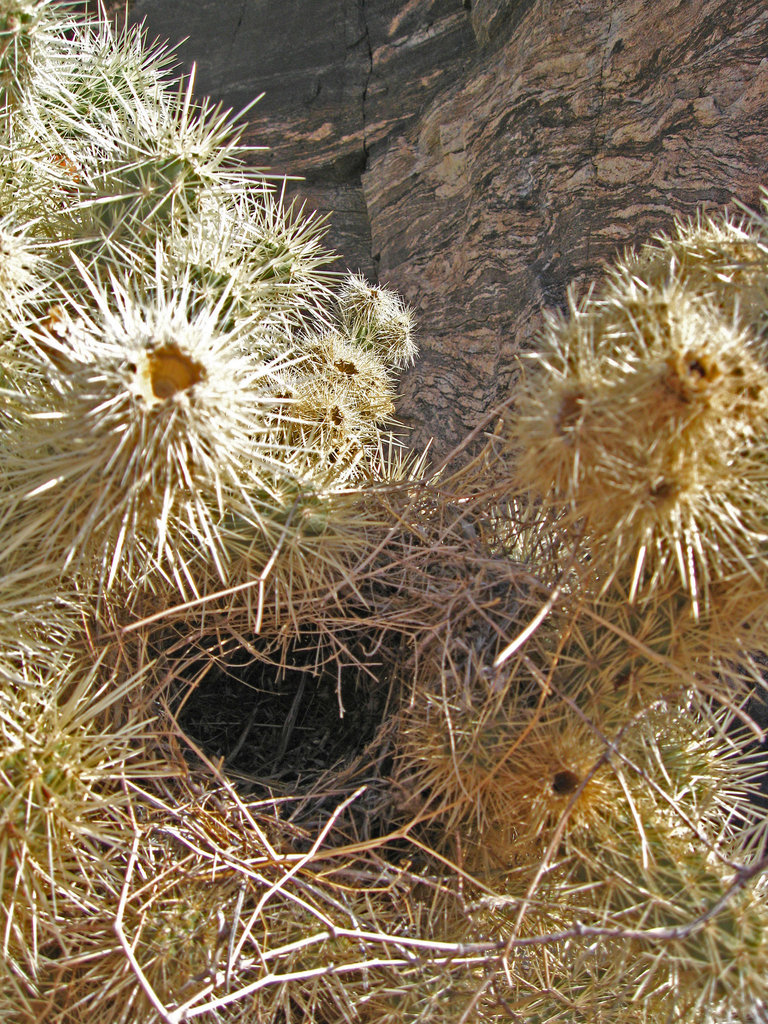 Birds Nest In Cholla (1513)