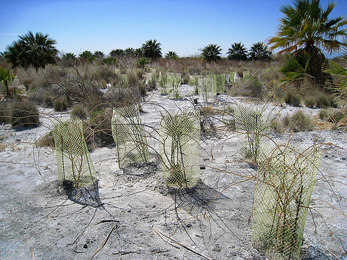 New Mesquite at Dos Palmas (0197)