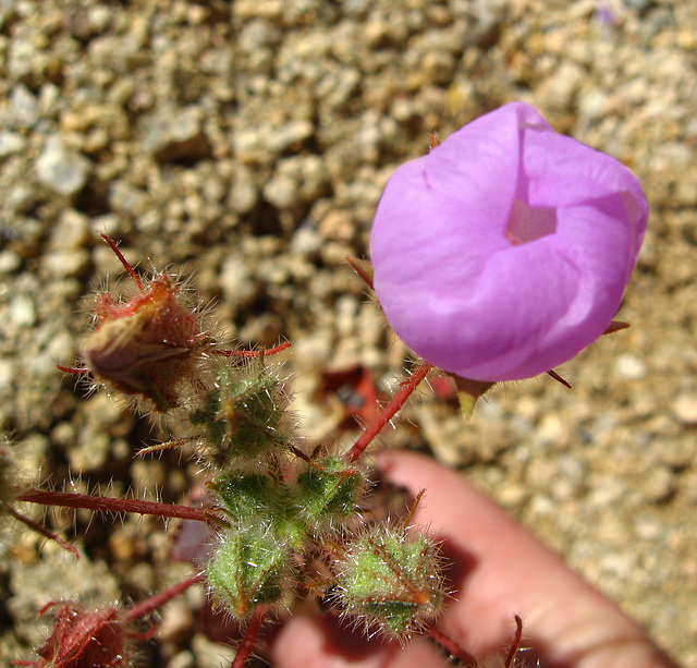 Desert Flower (1498)