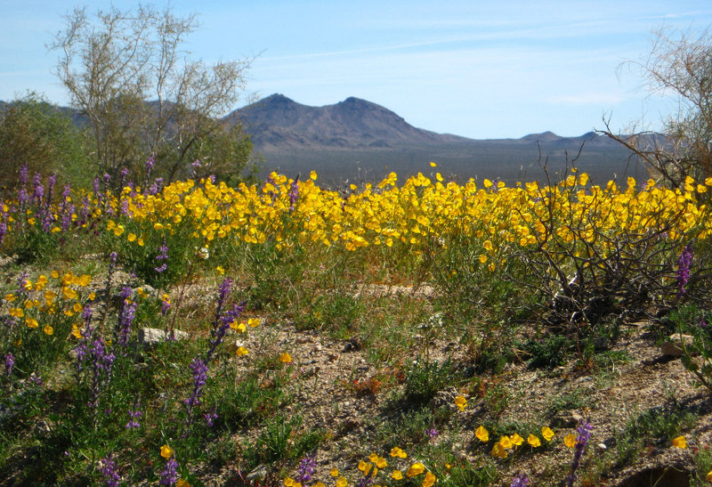 Desert Flowers (1493)