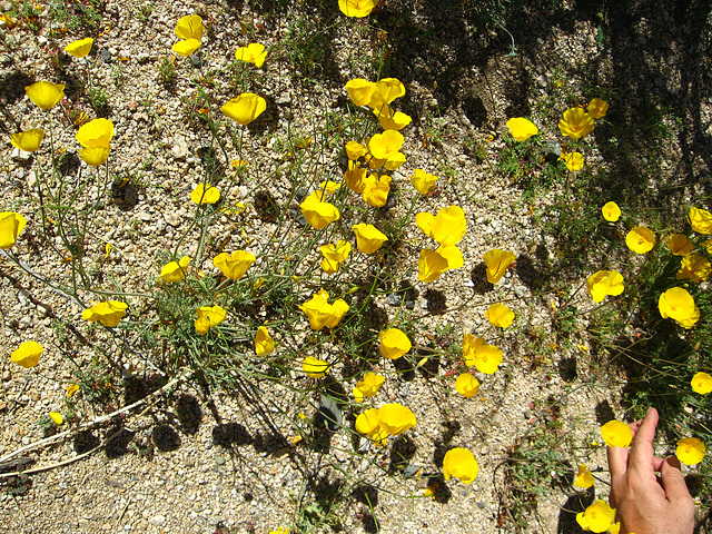 Desert FLowers (1494)