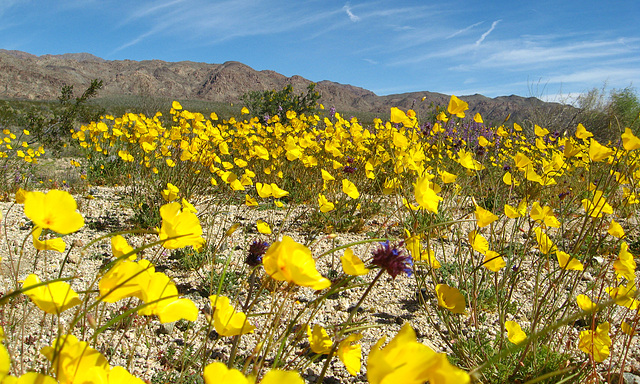 Desert Flowers (1495)