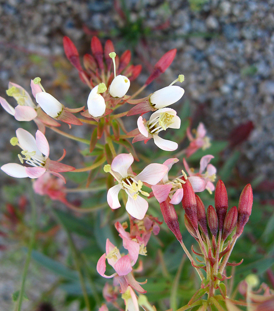 Desert Flowers (1497)