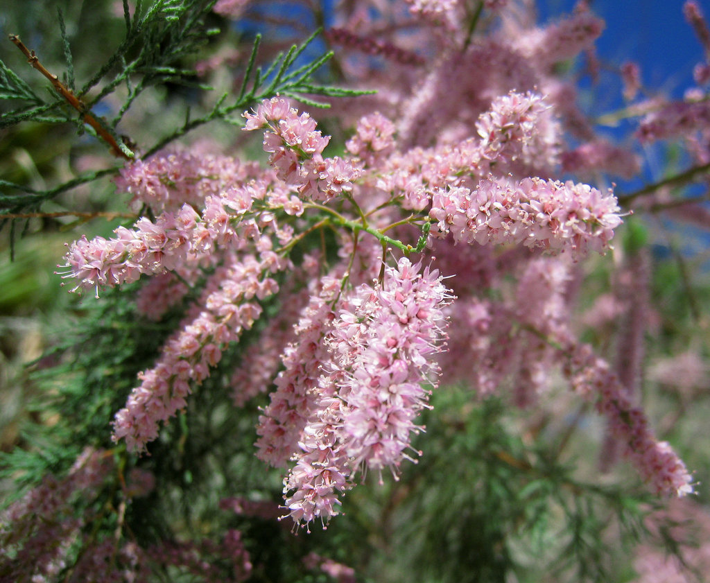 Tamarisk Flower (0194)