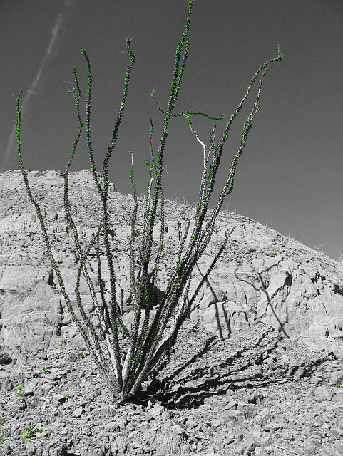 Ocotillo (1490A)