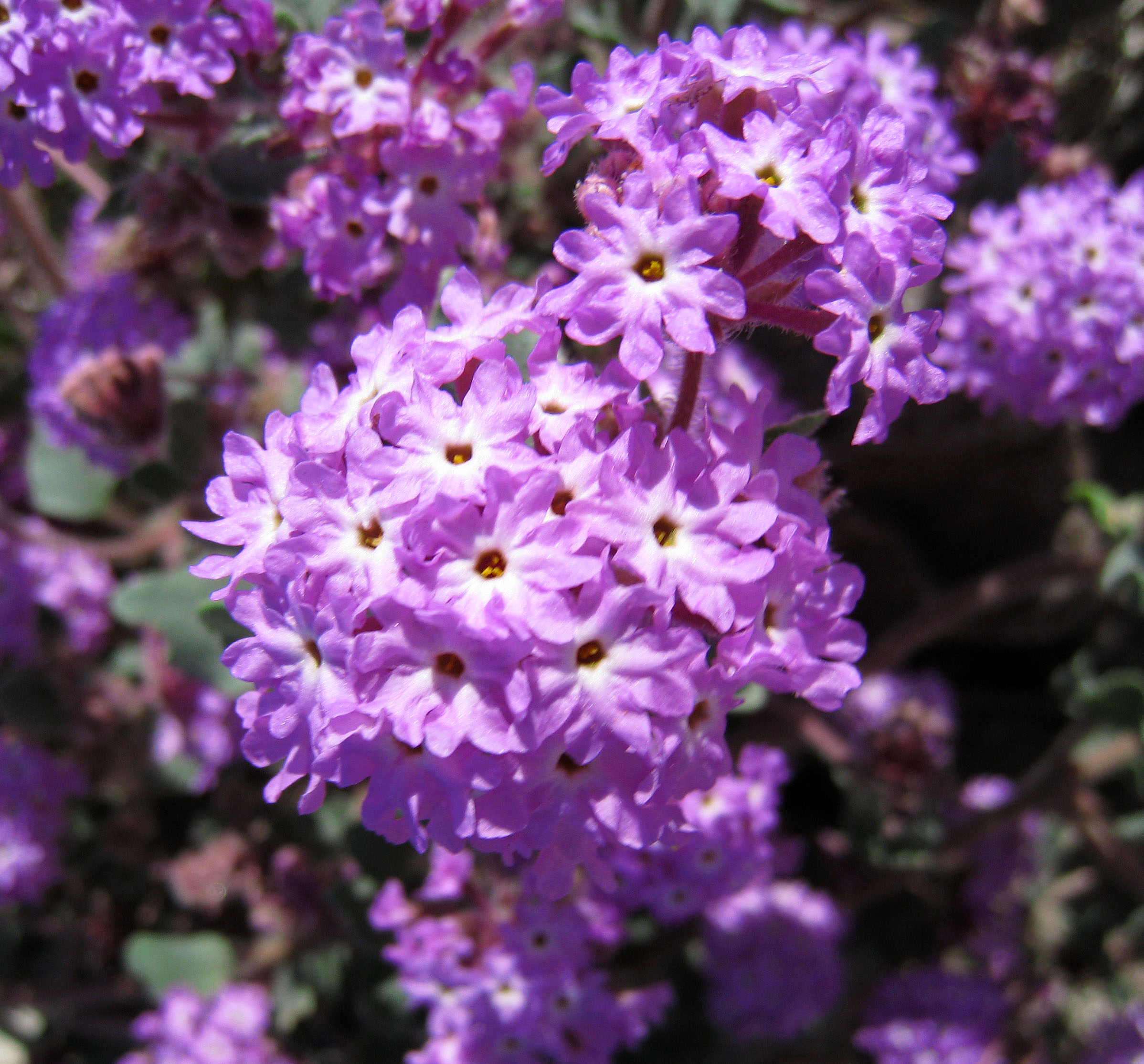 Verbena (0182)