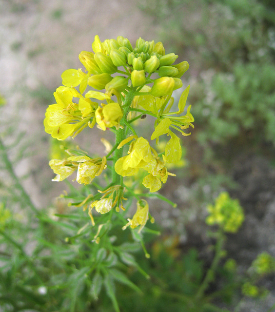 Yellow Flower (0230)