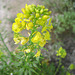Yellow Flower (0230)