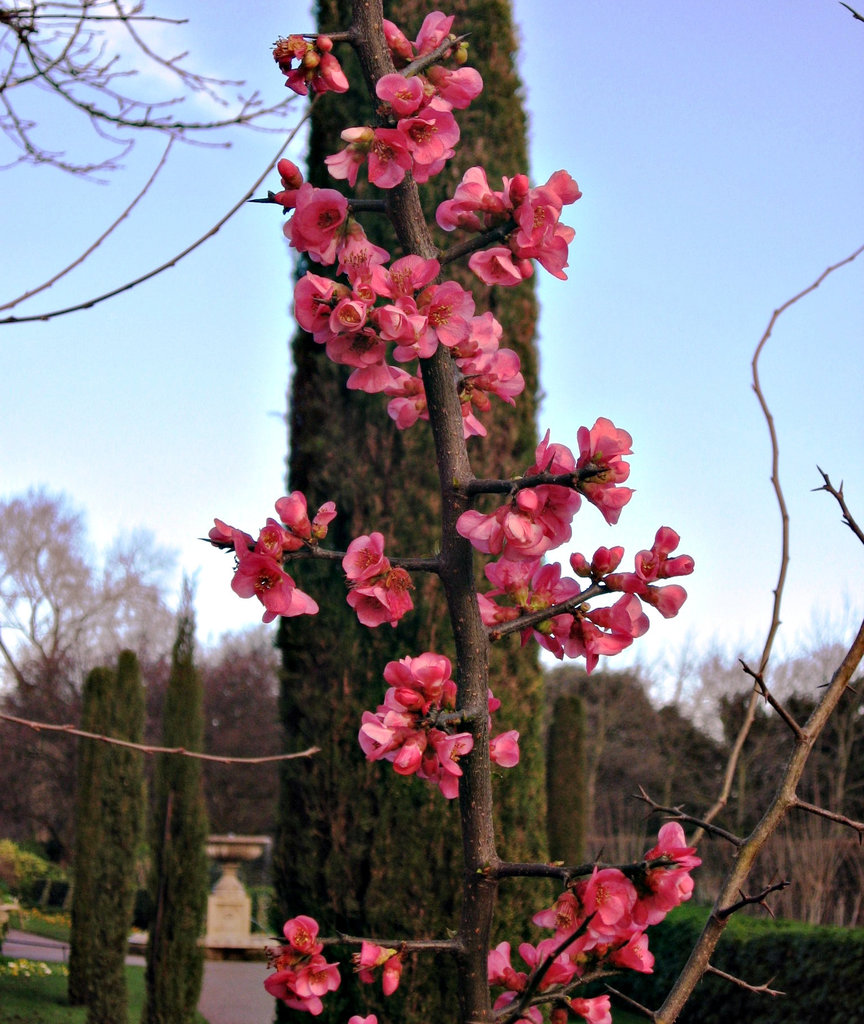 Pink blossom