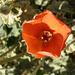 Flower (8995)