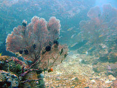 White fan corals in 15 meters