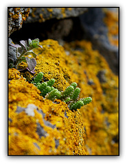 Le printemps du vieux mur