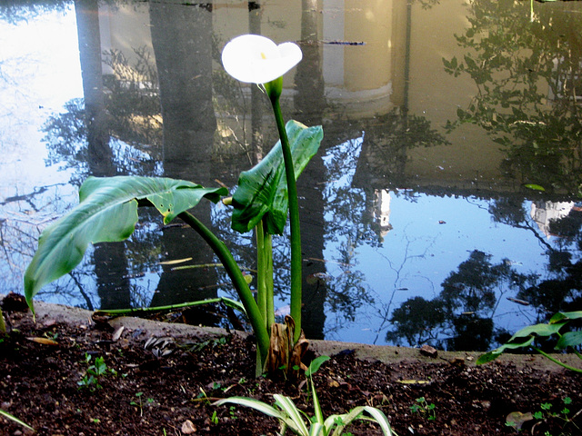 Coimbra, Quinta das Lágrimas, arum lily (3)