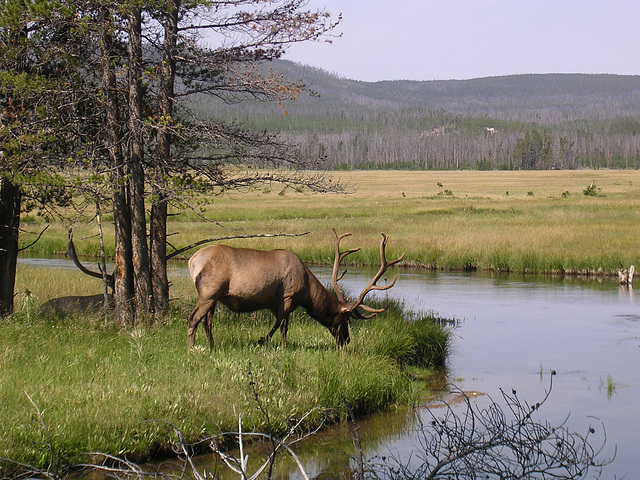 Elk