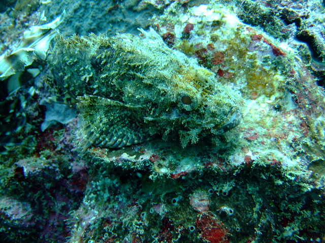 Scorpion fish