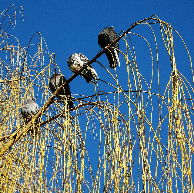 Pigeons in the park