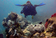 Meeting over soft corals