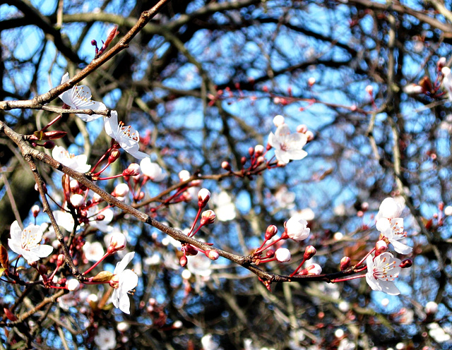 Blossoms