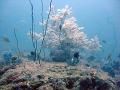 Diving in Burma 86