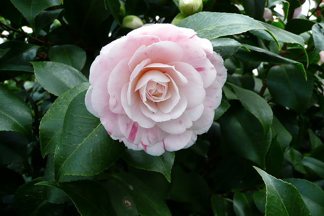 Kamelienblütenschau Kamelienblütenschau