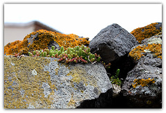 Pas de vertige chez les Sedum