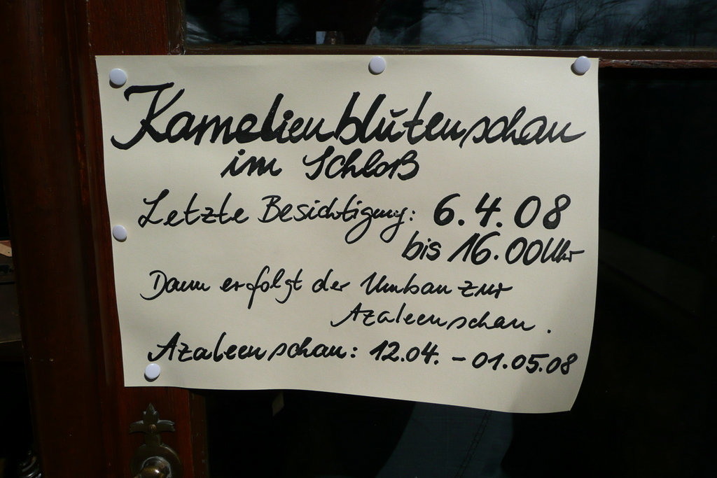 Kamelienblütenschau im Barockschloß Zuschendorf - Pirna